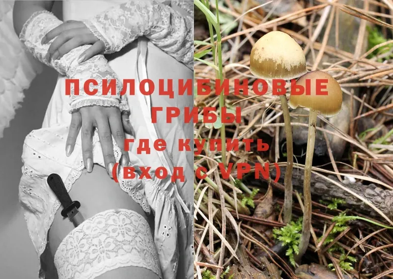 OMG онион  Сафоново  Псилоцибиновые грибы Psilocybe 